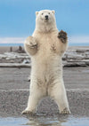 Greatland Graphics - Alaska Holiday Card Pack (10)